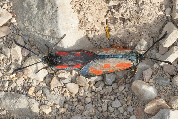 Zygaena sarpedon-8258 - Col des seignors - 2/06/25