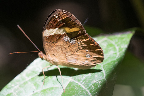 Xanthotaenia busiris busiris-7044 - Khao Phanom Bencha National Park -28/11/23