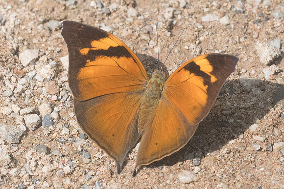 Doleschallia bisaltide siamensis-1325 - - Chiang Dao - 16/11/23