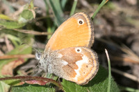 Coenonympha corinna-8675
