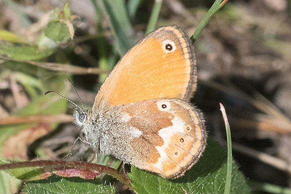 Coenonympha corinna-8675