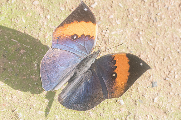 Kallima incognita-9634 - Chiang Dao - 14/11/23