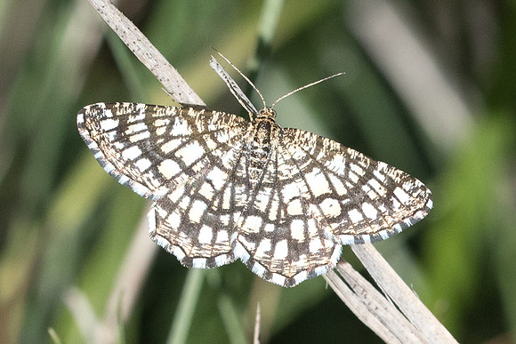 Chiasma clathrata-3943 - Cipières