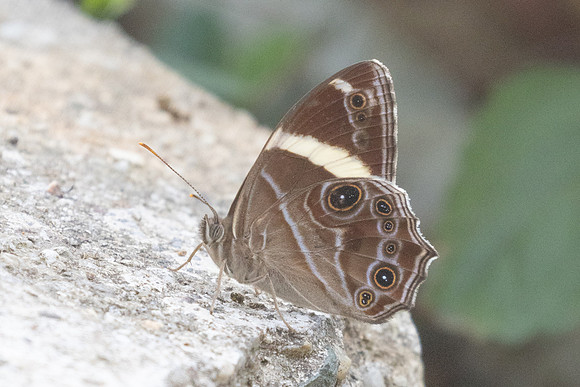 Lethe confusa-3158 - Mae Kampong - 22/03/25