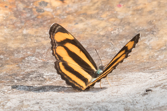 Lasippa viraja viraja-0964 - Doi-Suthep - 7/03/23