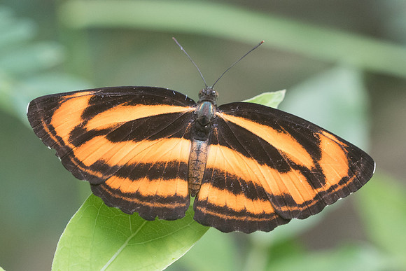 Neptis miah ♀ - 4074 - Krabi - 22/11/23