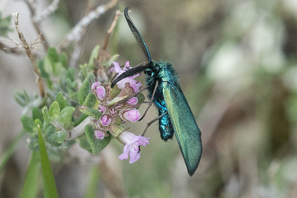 Adscita sp ♂-7687 - Cipières