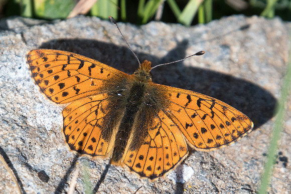 Boloria napea pales-1112 - Cervieres - 18/07/22