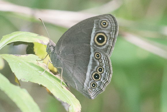 Mycalesis intermedia-4042 - Krabi - 22/11/23