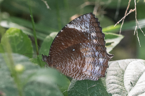 Elymnias hypermnestra-3184 - Chiang Rai - 19/11/23
