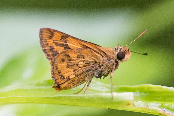 Potanthus sp-6726 - Krabi - 26/11/23