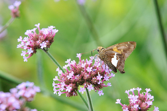Butterfly Canada 3