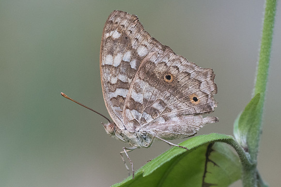 Junonia lemonias-0380 - Doi-Suthep - 13/11/23
