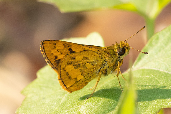 Pothantus omaha-1009 - Chiang Dao - 17/03/24