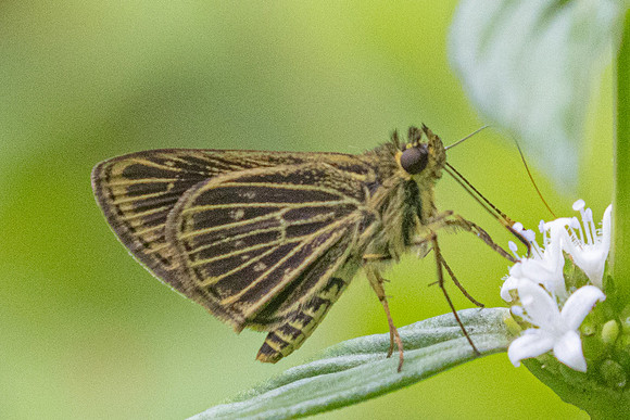 Callimormus interpunctata-5138