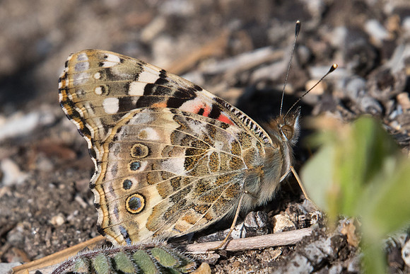 Vanessa cardui-8645