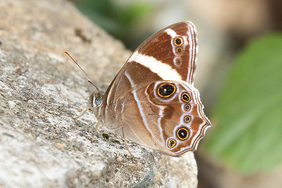 Lethe confusa-3157- Mae Kampong - 22/03/25