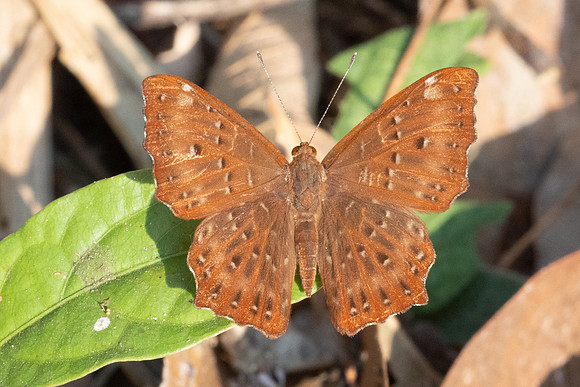 Zemeros flegyas allica-1055 - Chiang Dao - 17/03/24