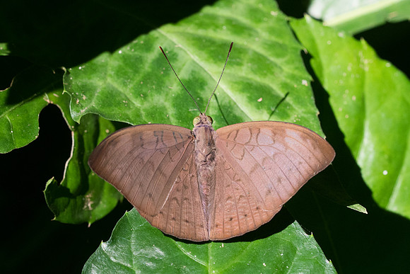 Tanaecia jahnu-3058 - Chiang Rai - 18/11/23