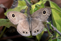 Ypthima baldus-2545 Doi-Suthep - 8/03/23