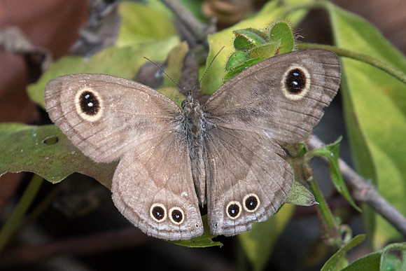 Ypthima baldus-2545 Doi-Suthep - 8/03/23