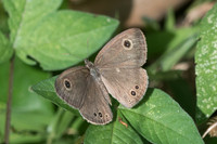 Ypthima sp-2453 Chiang Rai - 18/11/23