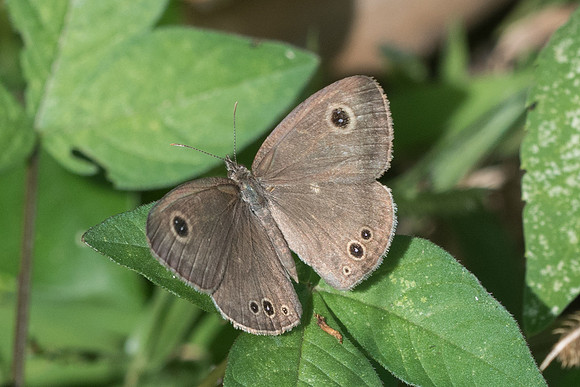Ypthima sp-2453 Chiang Rai - 18/11/23