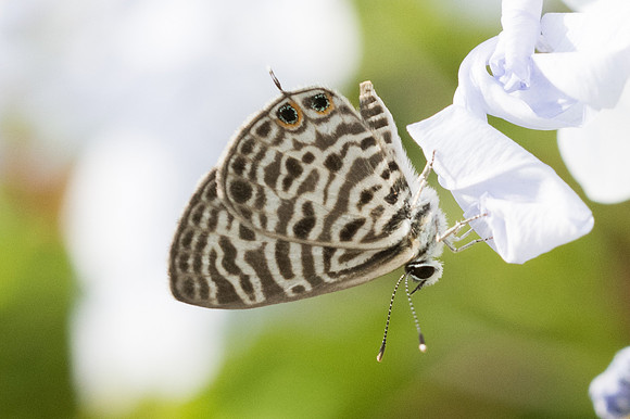 Leptotes plinius-4560 - Bangkok - 2/12/23