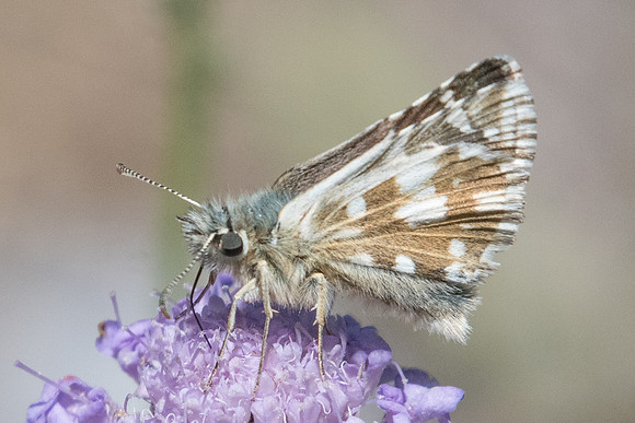Pyrgus carlinae-6173 - col de l'Izoard (le laus 1745m) - 22/07/22
