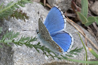 Lysandra bellargus-9629 - route isola 2000 col de la lombarde -  21/06/25