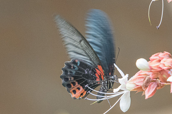 Papilio memnon agenor-7894 - Chiang Dao - 10/03/23