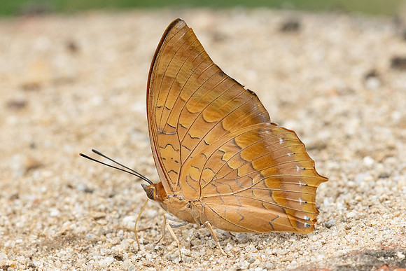 Charaxes marmax-1803 -Chiang Dao - 17/03/24