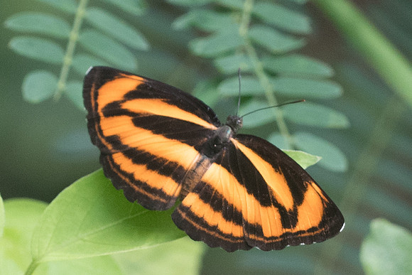 Neptis miah ♀-4064 - Krabi - 22/11/23
