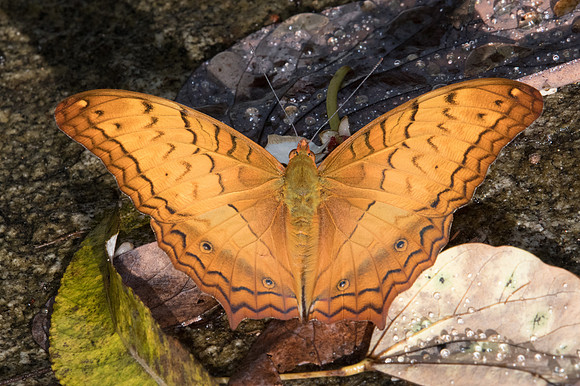 Vindula erota-0638  - Chiang Dao - 16/11/23