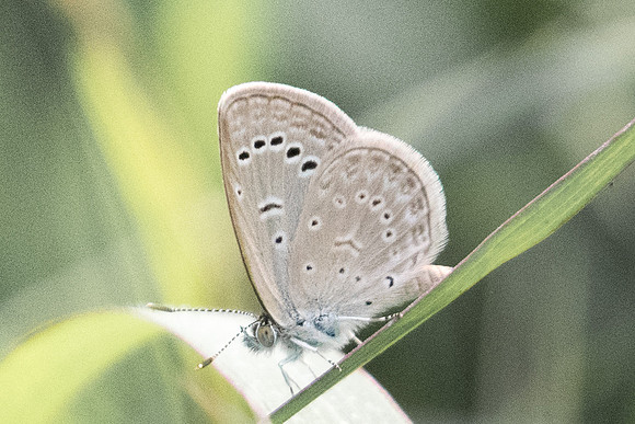 Zizeeria karsandra-7625 Chiang Dao - 10/03/23