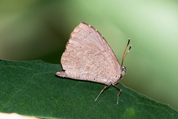 Miletus chinensis learchus-9348 Koh Samui -  16/03/23