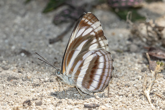Neptis Sankara guiltoides-5284