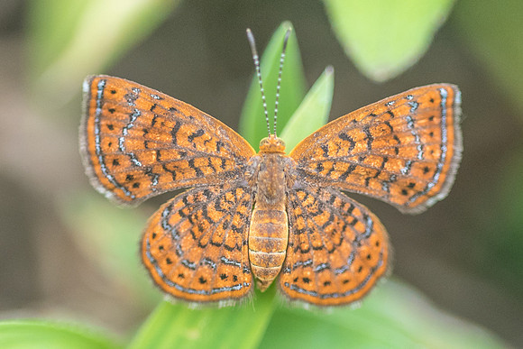 Calephelis sp-1462