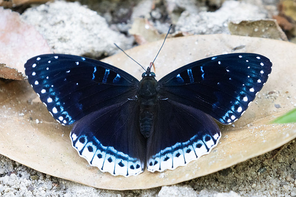 Stibochiona nicea-5575 -  Doi Inthanon - 24/03/24