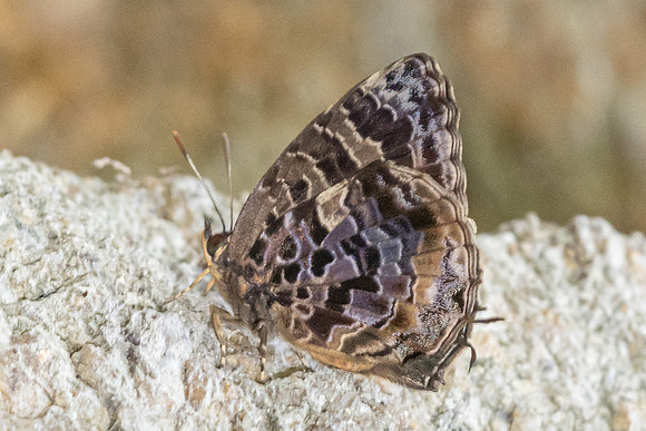 Flo abseus-6571 - Doi-Suthep - 23/03/24