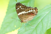 Anartia fatima-0849