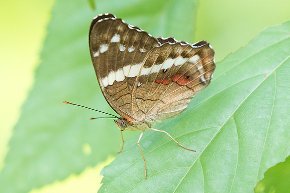 Anartia fatima-0849