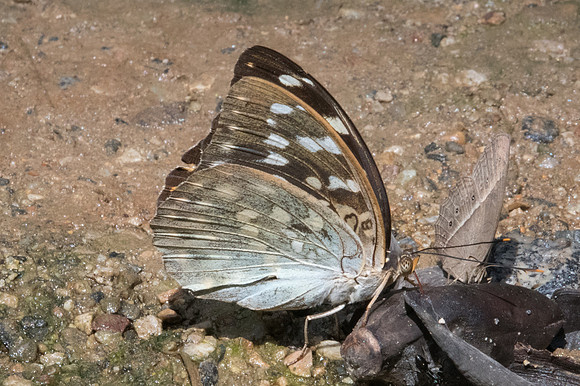 Lexias pardalis-2447- Chiang Dao - 15/11/23