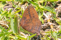 Amblypodia narada taooana-3755  - Doi Inthanon - 23/03/25