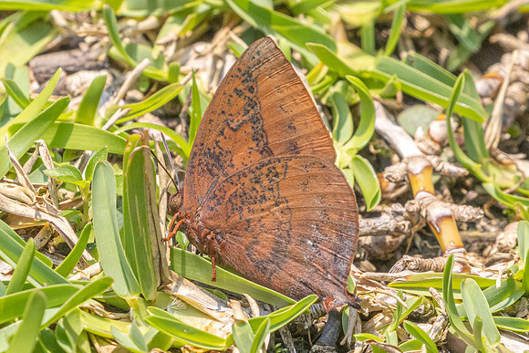 Amblypodia narada taooana-3755  - Doi Inthanon - 23/03/25