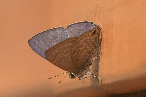 Anthene lycaenina lycambes-9928 - Ayutthaya - 24/03/23