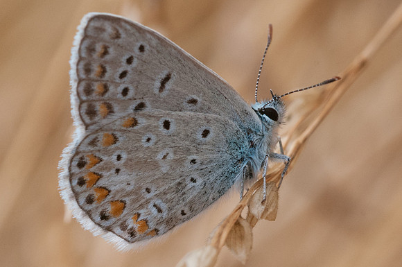 Polyommatus icarus 2960 Fontibre - 4/8/13