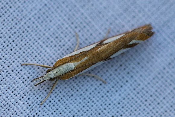 Catoptria speculalis - 2278