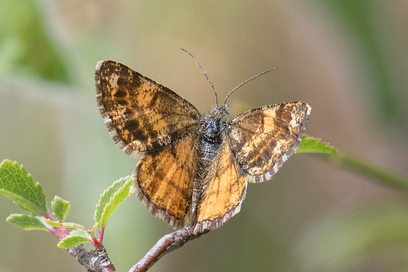 Isturgia famula