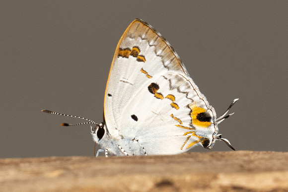 Hypolycaena othona othona-3729 - Chiang Dao - 19/03/24